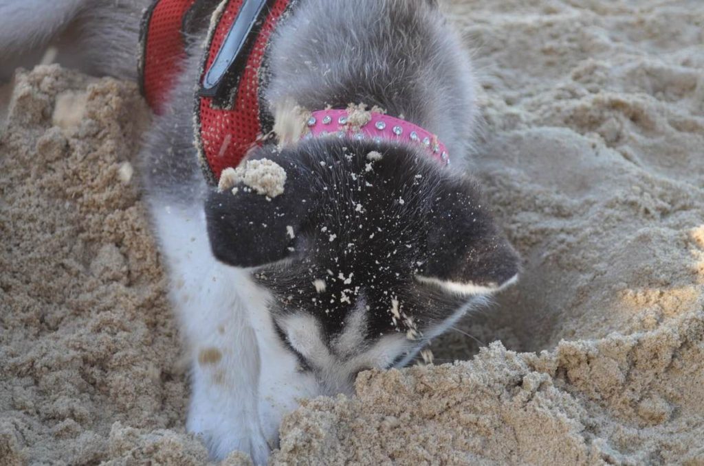 How do you keep a dog from digging