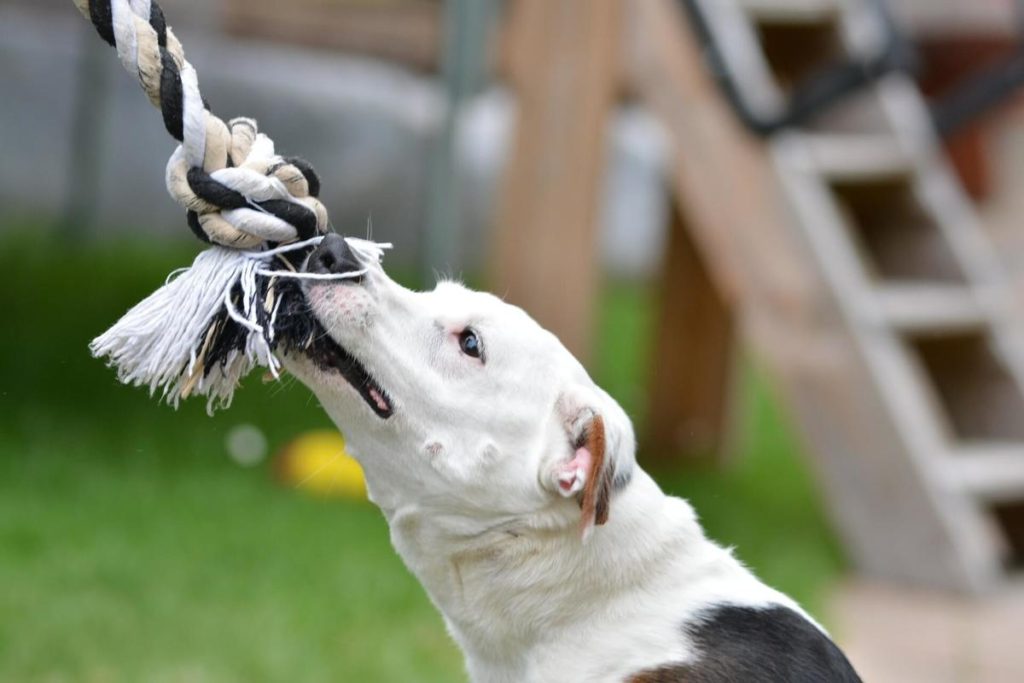 How do you stop a dog from chewing