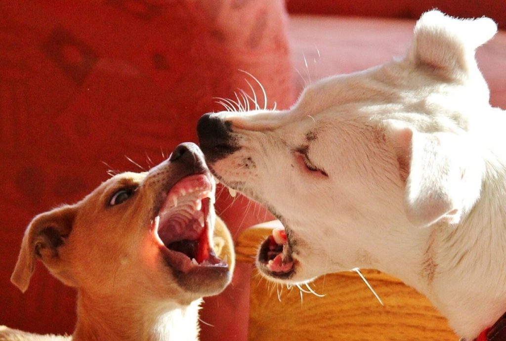 How to control barking dog