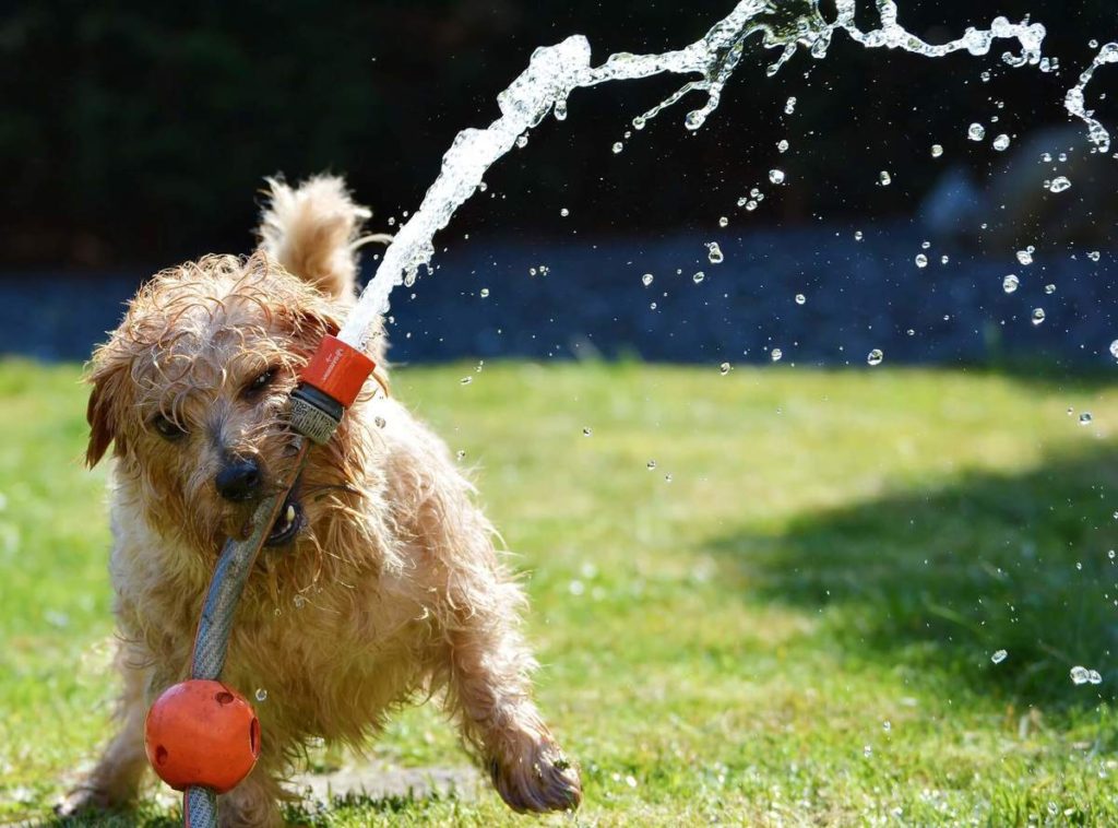 How to keep a dog from chewing on things