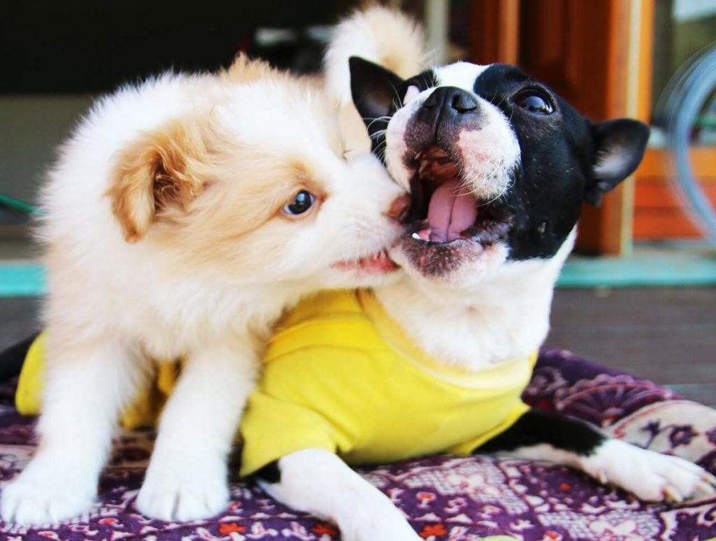 How to stop dog from marking in house