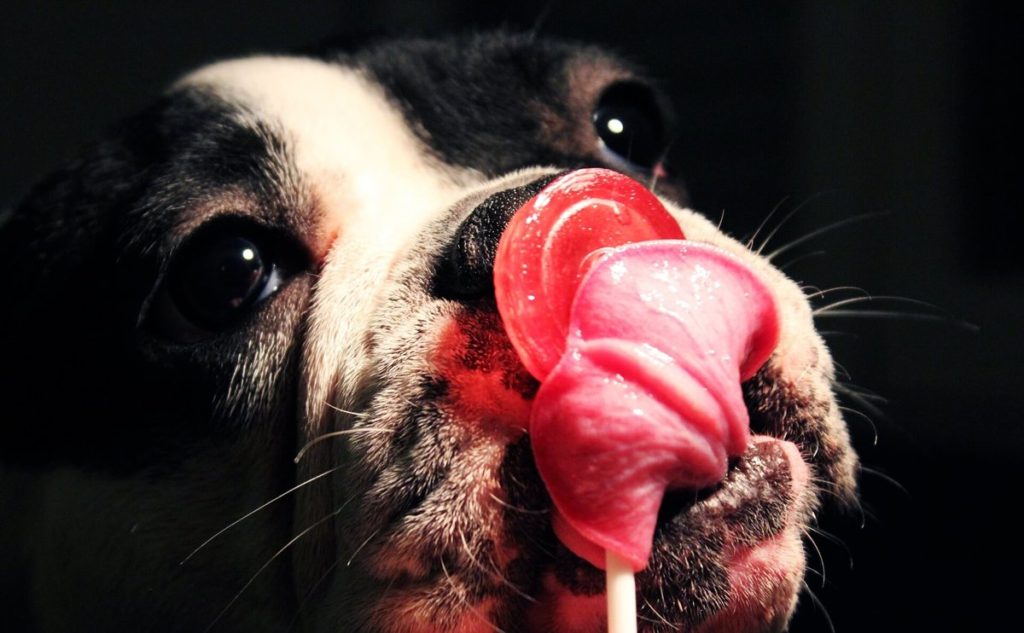 50 Tips for Raising the Perfect Dog