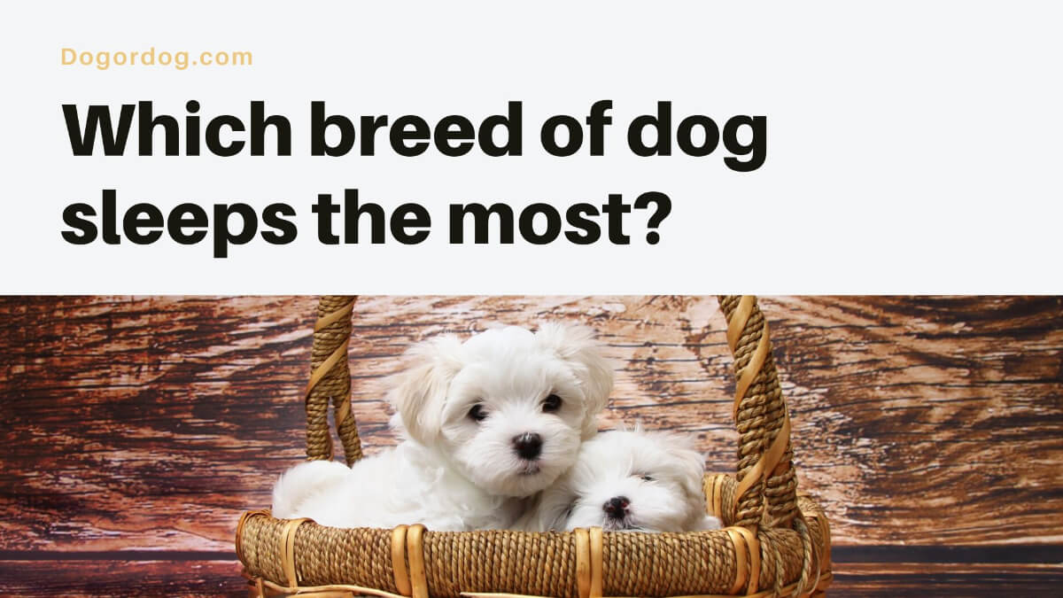 Which breed of dog sleeps the most?