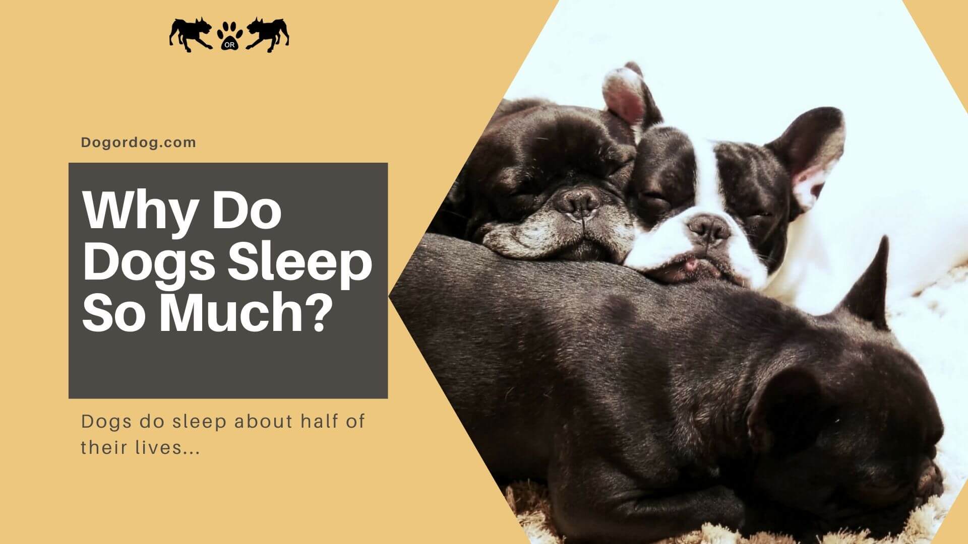 why do dogs sleep so much