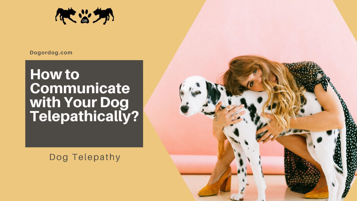 how to communicate with your dog telepathically how to communicate with your dog telepathically