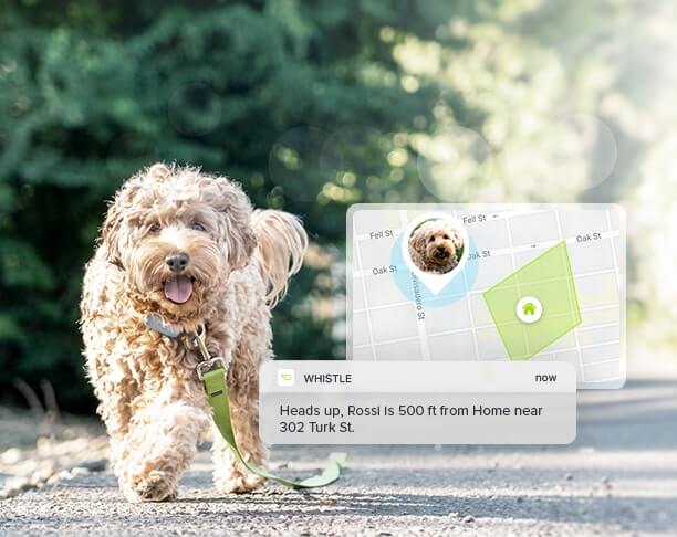 GPS dog tracker GPS dog tracker