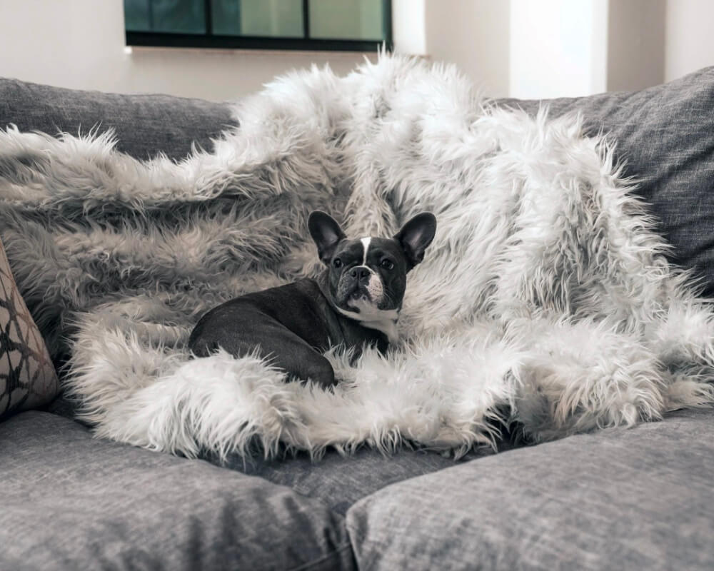 Embrace Pet Insurance Quote