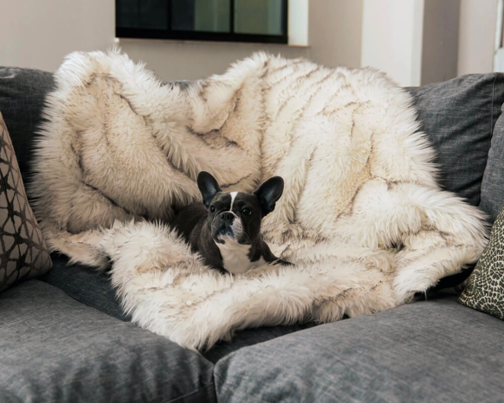 Embrace Pet Insurance Quote