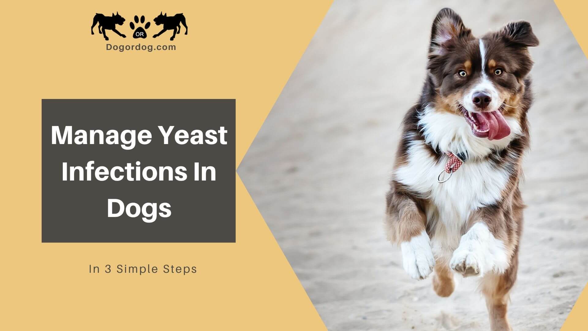 dog yeast infection dog yeast infection