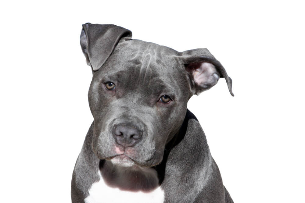 American Pit Bull Terrier American Pit Bull Terrier