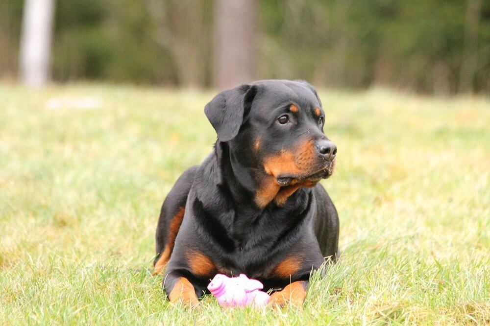 Rottweiler Rottweiler