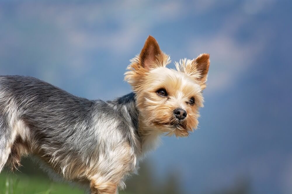 Yorkshire Terrier Yorkshire Terrier