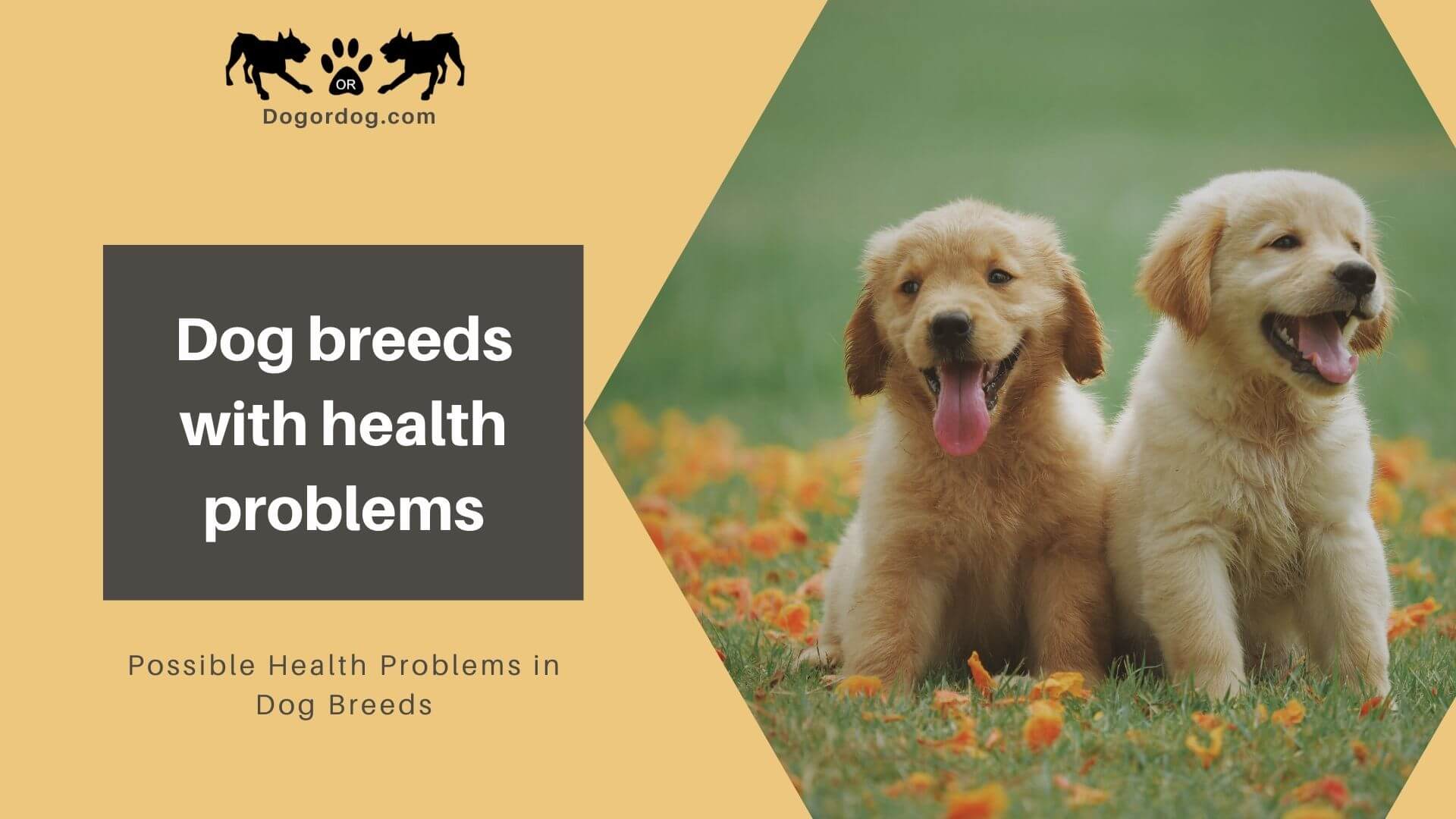 dog breeds with health problems dog breeds with health problems