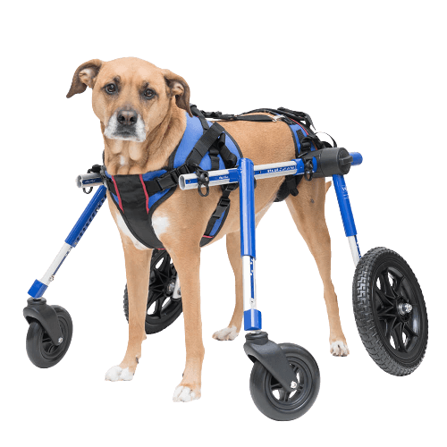 Can a dog recover from paralysis