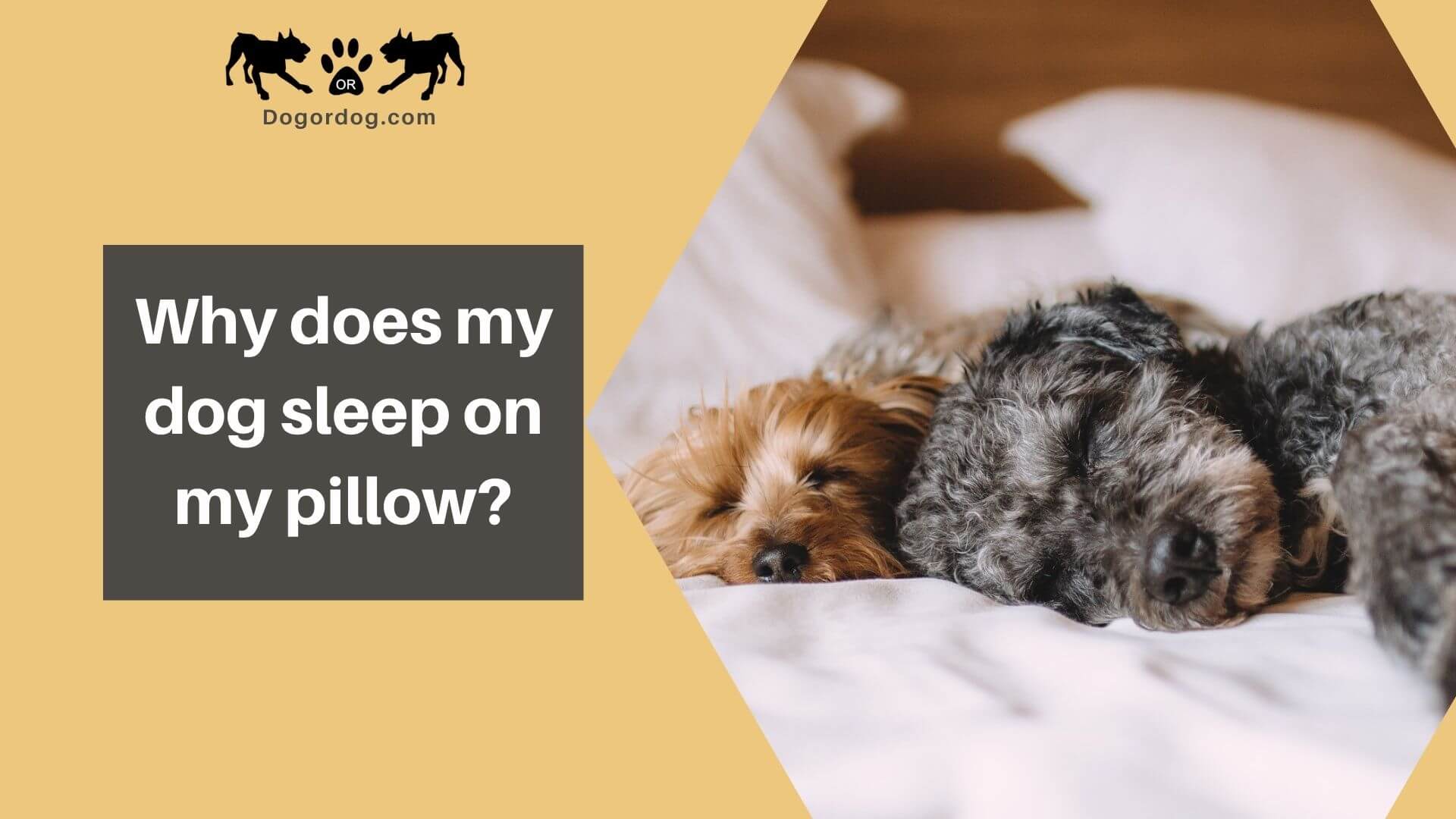 Why does my dog sleep on my pillow