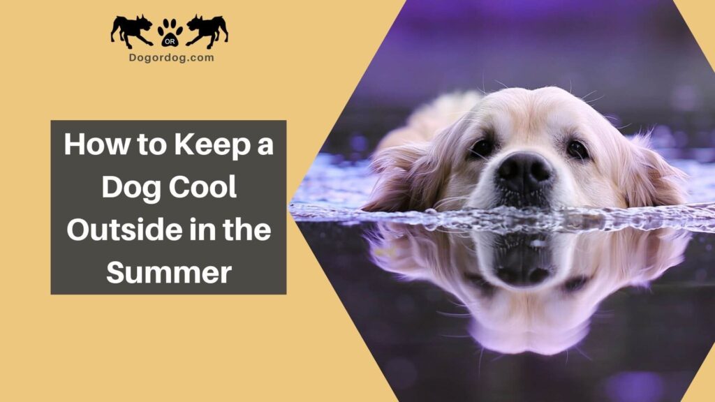 how to keep a dog cool outside