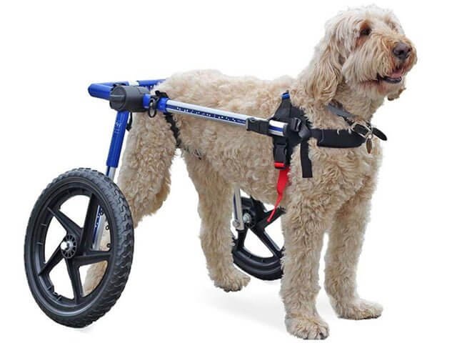 dog wheelchairs for back legs