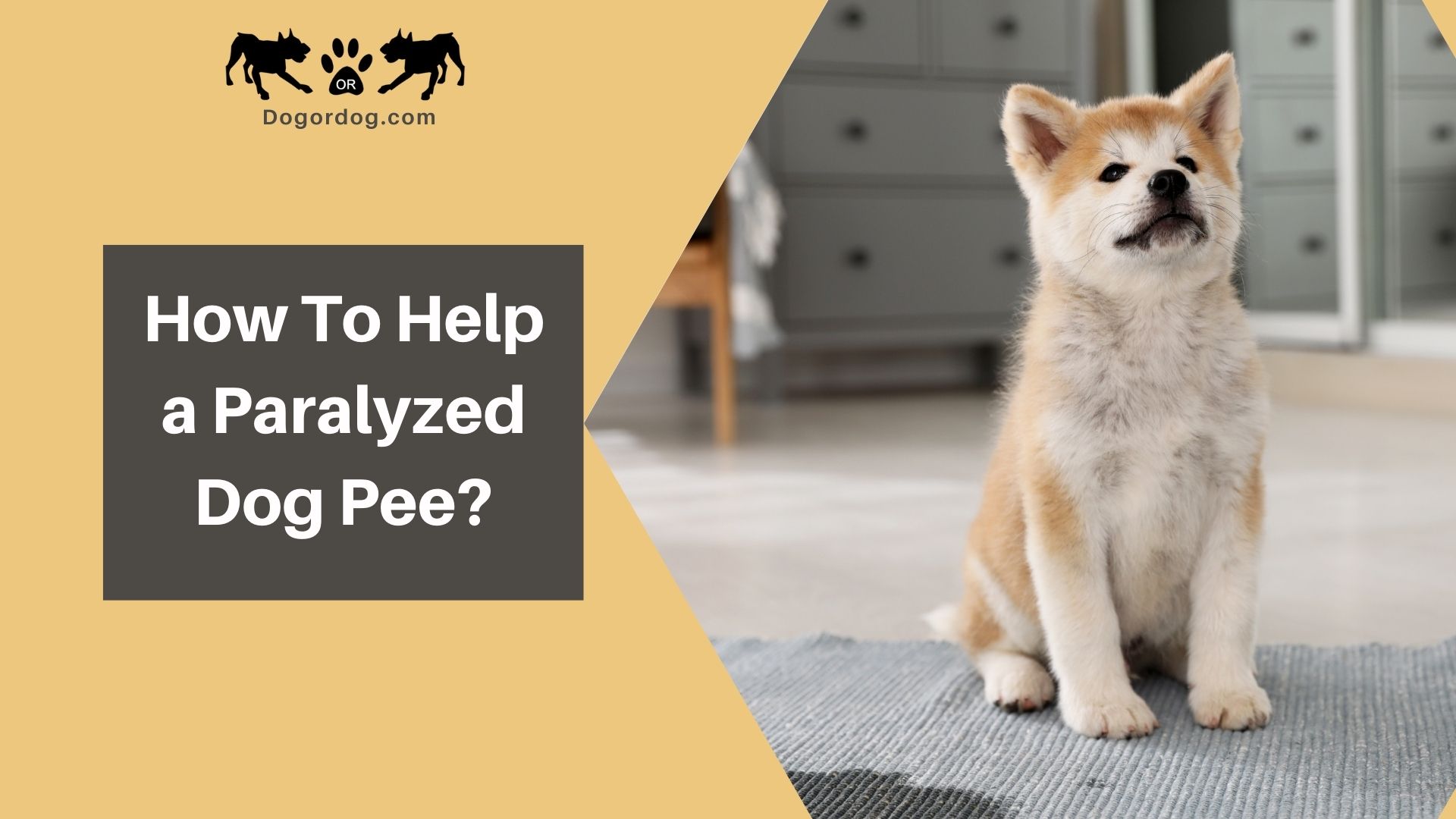 how to express dog bladder