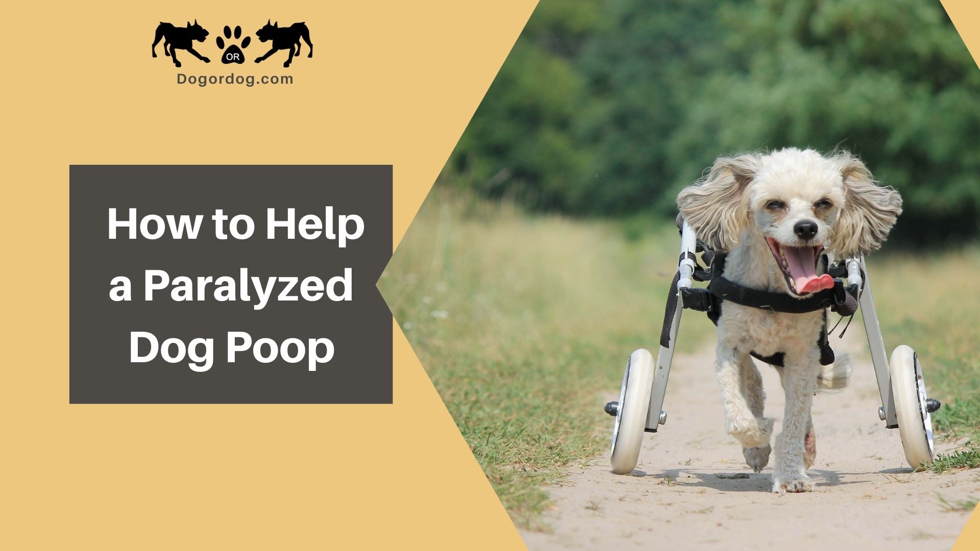 paralyzed dog