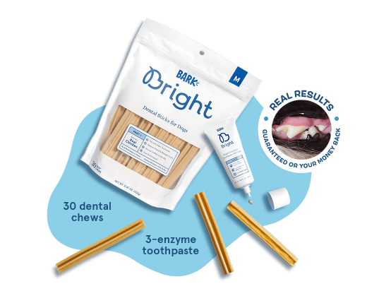 Bright Bark Evergreen Bright Bark Evergreen