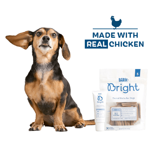 chew toothbrush for dogs chew toothbrush for dogs