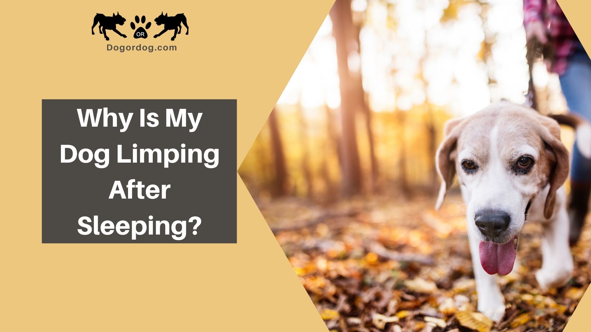 dog limping