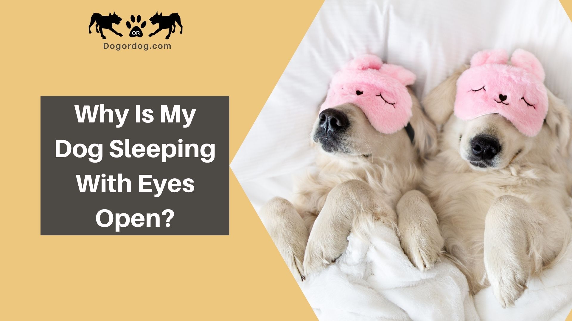 dog sleeping