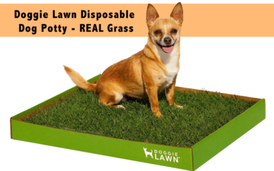 DoggieLawn Disposable Dog Potty – REAL Grass
