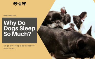 Why do dogs sleep so much