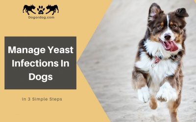 3 Simple Steps To Manage Yeast Infections In Dogs