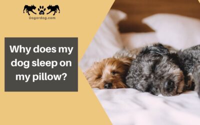 Why does my dog sleep on my pillow?