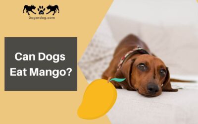 Can Dogs Eat Mango?