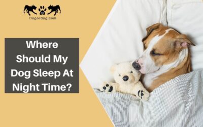 Where should my dog sleep at night time?