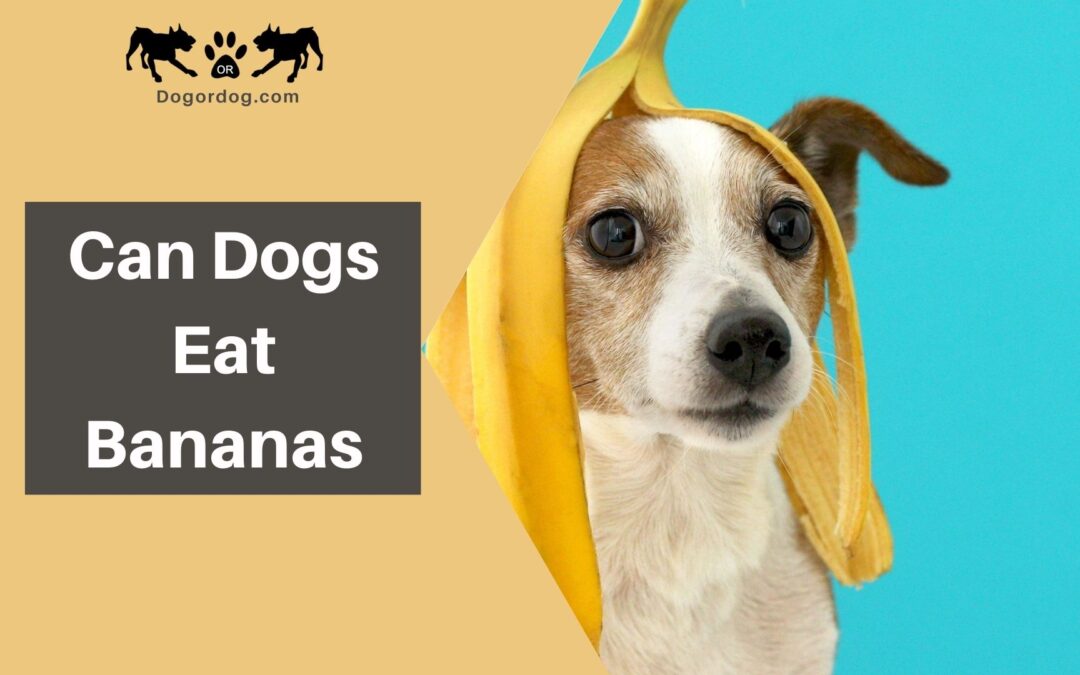 Can Dogs Eat Bananas?